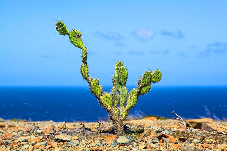 Cactus en el Parque Nacional Arikok