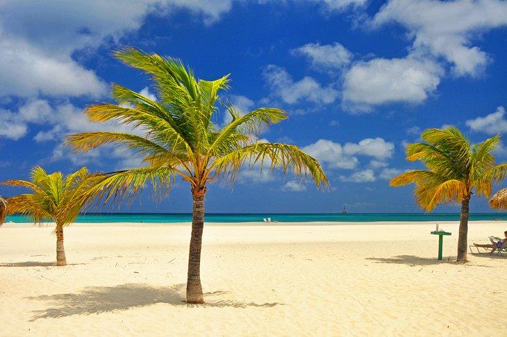 Palmeras en la playa Manchebo