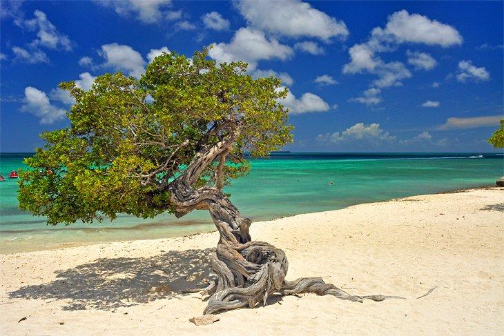 Árbol divi divi en Eagle Beach