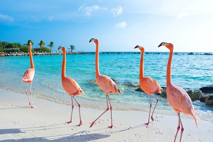 Flamingos en Flamingo Beach
