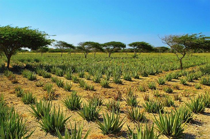 Aloes en Aruba