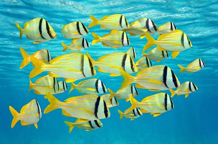 Banco de peces cerdo con rayas amarillas en Aruba
