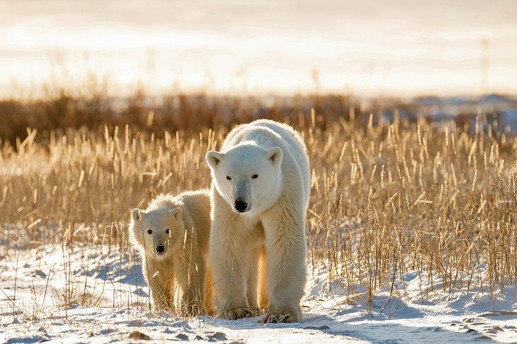 Osos polares cerca de Churchill, Manitoba