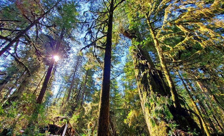 Bosque antiguo en Tofino