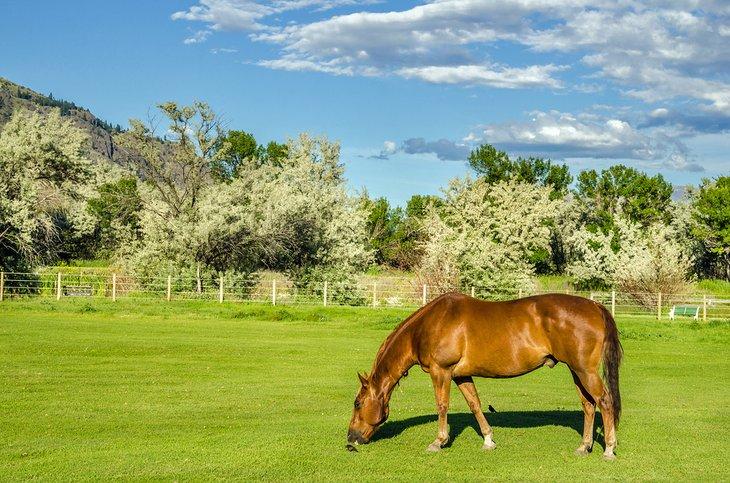 Caballo pastando en Kamloops