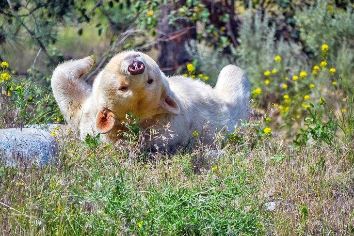 Oso Kermode relajándose en el BC Wildlife Park