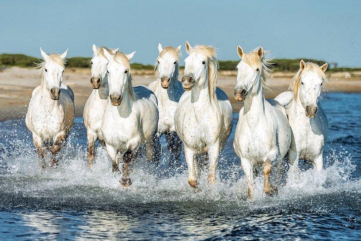 Caballos salvajes en el Parc Naturel Régional de Camargue