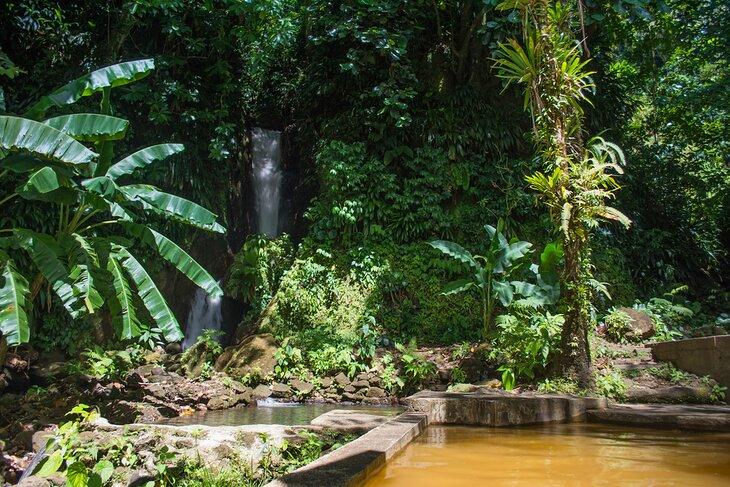 Jardines Tropicales Papillote