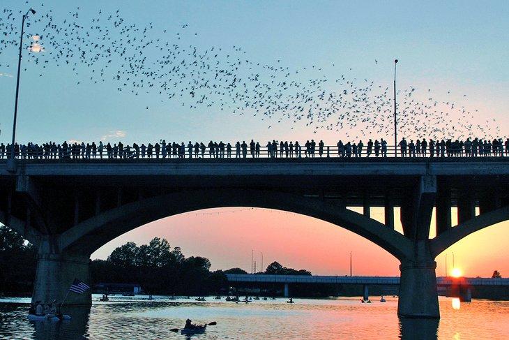 Observando los murciélagos en el Puente de la Avenida Congress
