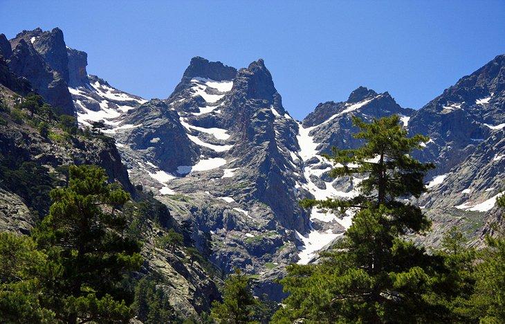 Bosque de Valdo Niello