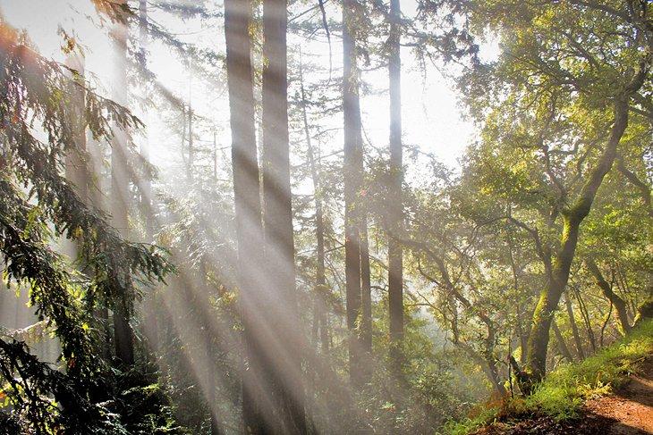 La luz del sol filtrándose a través de los árboles de secuoya en el Parque Regional de Secuoyas Reinhardt