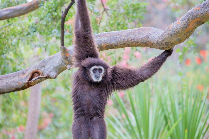 Gibón de manos blancas en el zoológico de Oakland