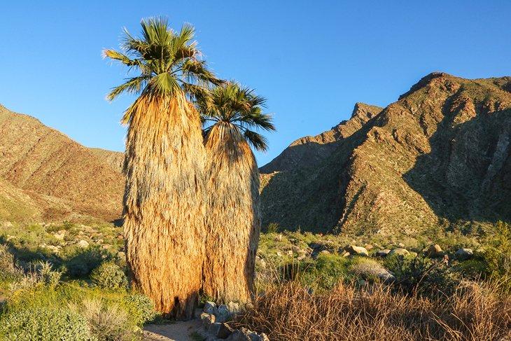 Palm Canyon, Parc d'État d'Anza-Borrego