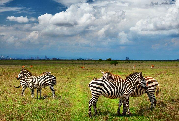 Parque Nacional de Nairobi