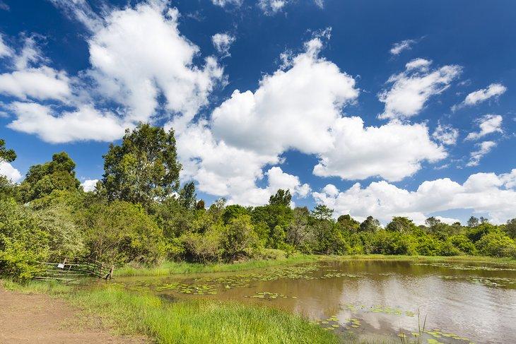 Lago Lily en la Reserva Forestal de Karura