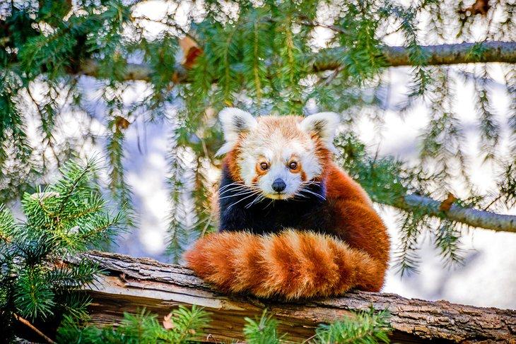 Roter Panda im Sacramento Zoo, William Land Park