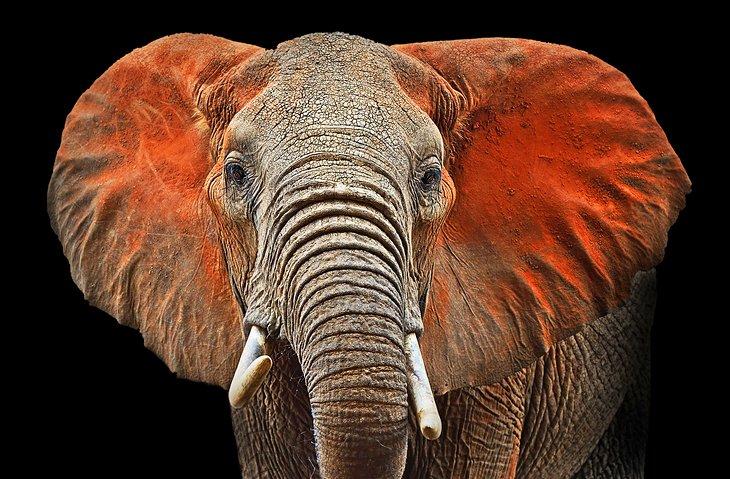 Éléphant mâle recouvert de la poussière rouge du parc national de Tsavo