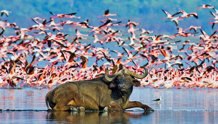 Buffalo allongé devant un grand troupeau de flamants au lac Nakuru