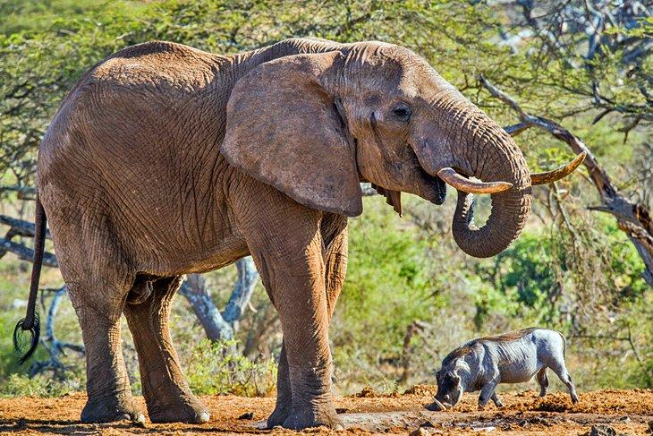 Éléphant et un phacochère dans les collines de Chyulu