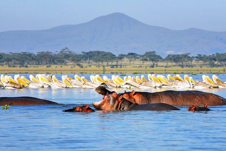 Hippos et pélicans dans le lac Naivasha