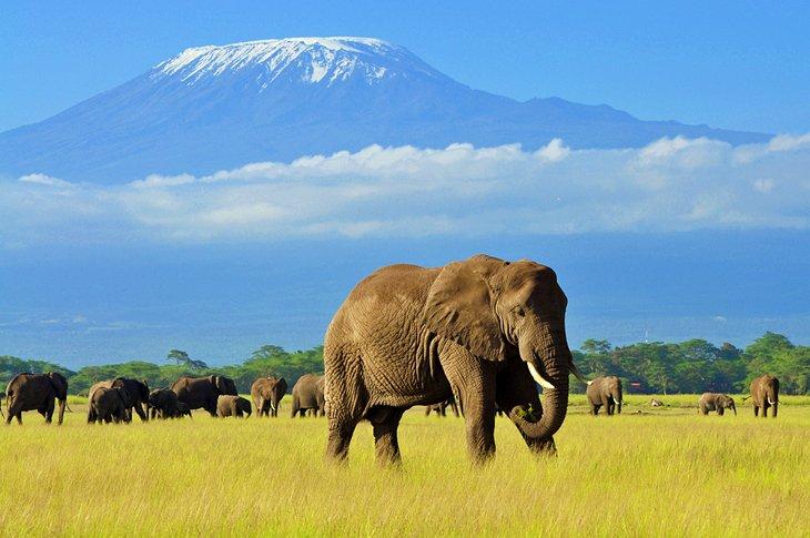 Éléphant dans le parc national d'Amboseli avec le mont Kilimandjaro en arrière-plan