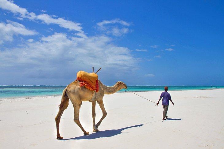 Chameau marchant sur la plage de Diani