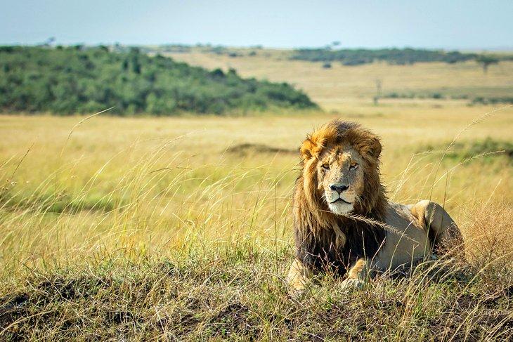 Lion mâle dans la réserve nationale de Maasai Mara