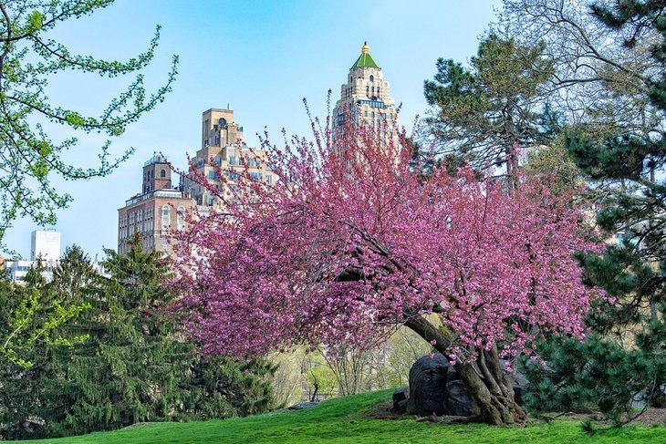 Cerezos en plena floración en Central Park