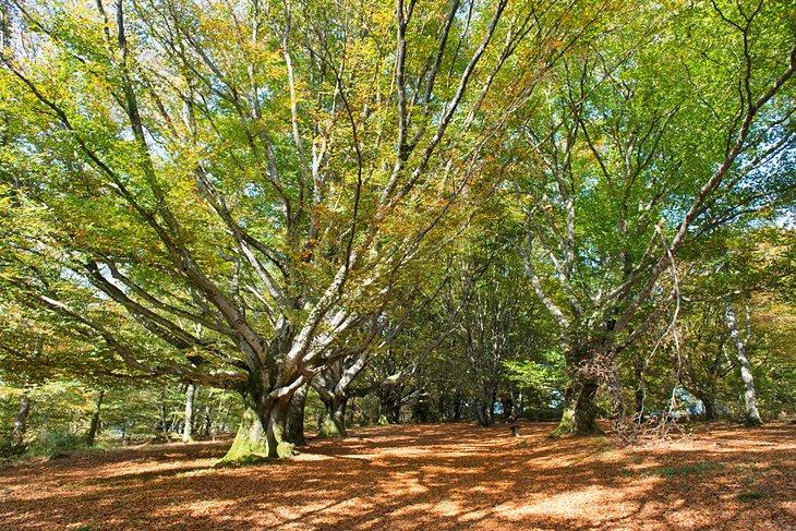Parque Regional de Millevaches