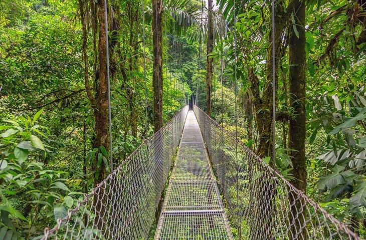 Puente colgante en el Bosque Nuboso de Monteverde