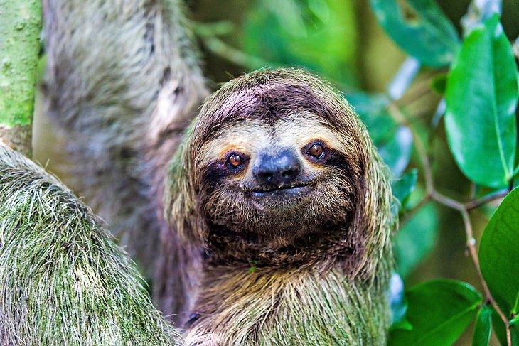 Acercamiento a un perezoso en el Parque Nacional Manuel Antonio