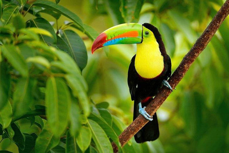 Tucán pico de quilla en el Parque Nacional Cahuita