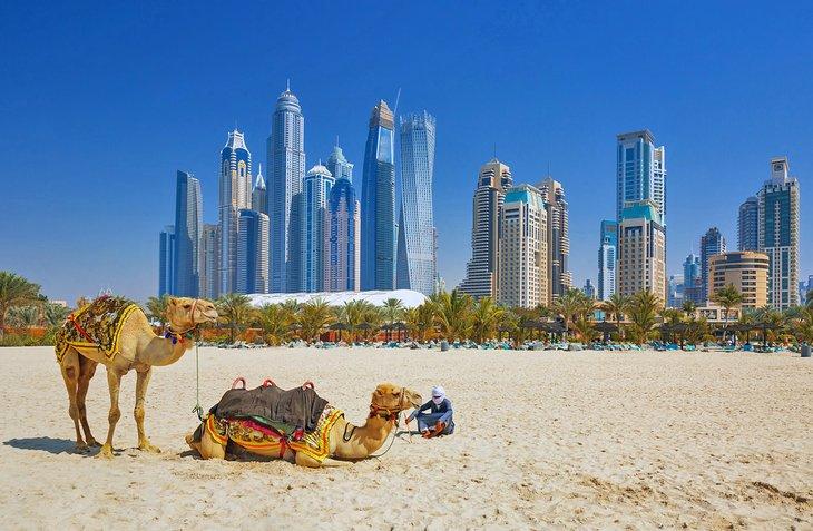 Camellos en la playa de Jumeirah, Dubái