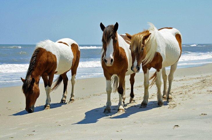 Caballos salvajes en Assateague Island Seashore