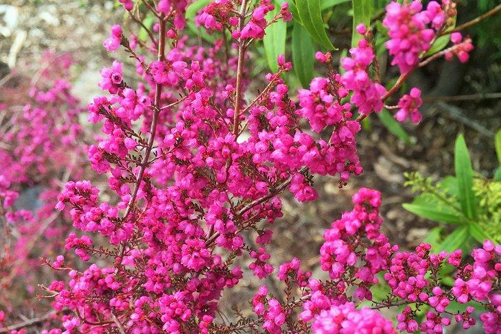 Flores rosas vibrantes en el Jardín Botánico de las Montañas Azules