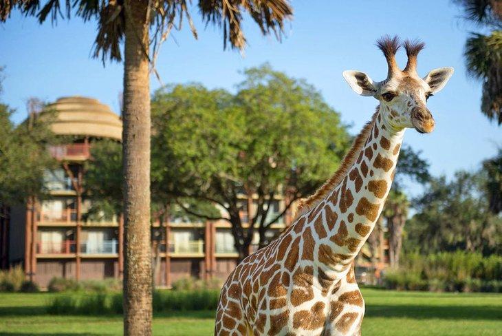 Fuente de la foto: Disney's Animal Kingdom Lodge