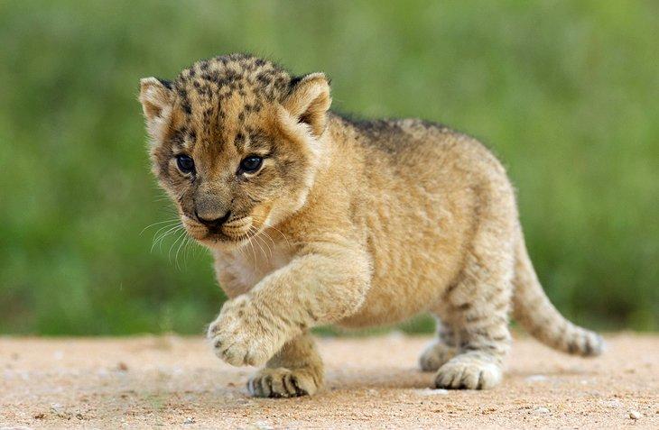 Petit lion