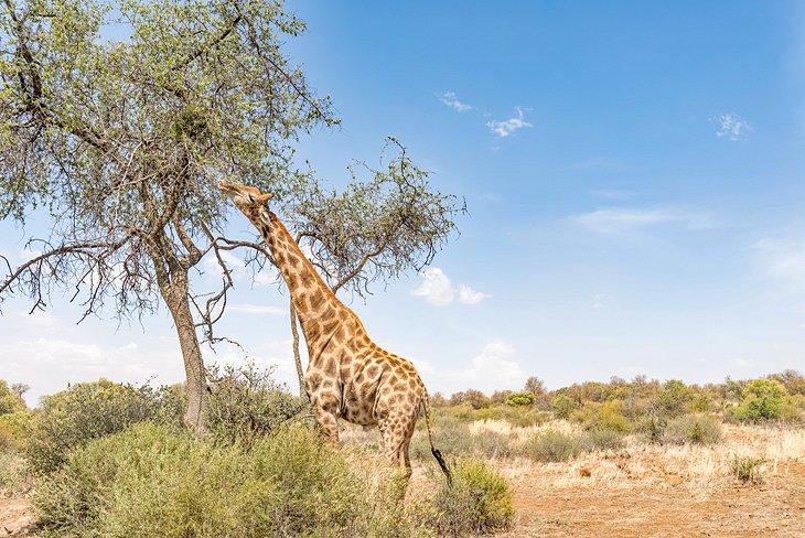 Une girafe au Réserve Naturelle Franklin sur Naval Hill