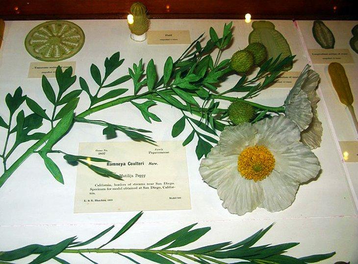 Flores de vidrio en los Museos de Harvard