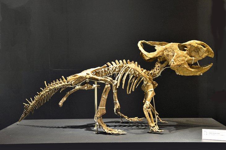 Esqueleto de dinosaurio en el Museo Nacional de Naturaleza y Ciencia