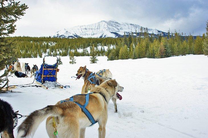 Chiens de traîneau dans le Montana