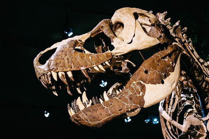 Tyrannosaure Rex, Musée des Rocheuses