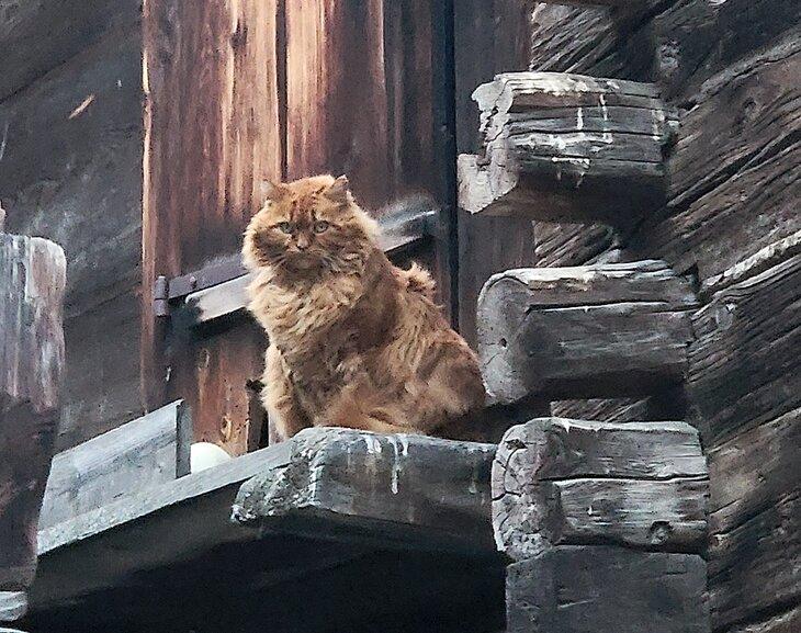 Eine Katze im Hinterdorf