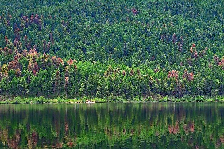 Forêt le long de Salmon Lake