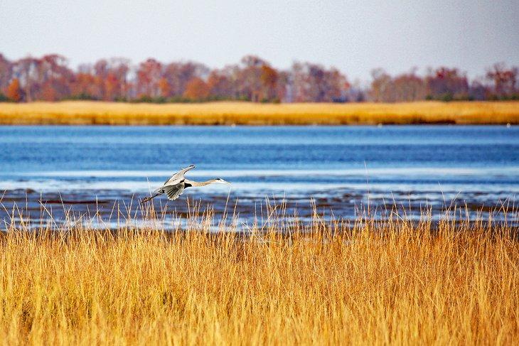 Refugio Nacional de Vida Silvestre Bombay Hook