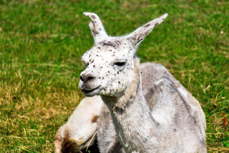 Una alpaca en la Alpakafarm en Pärnu