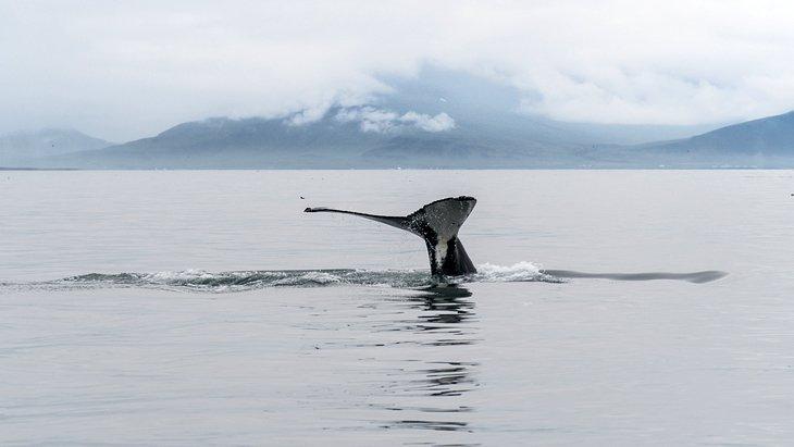Tour de avistamiento de ballenas