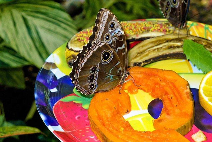 Conservatoire de papillons et de nature de Key West
