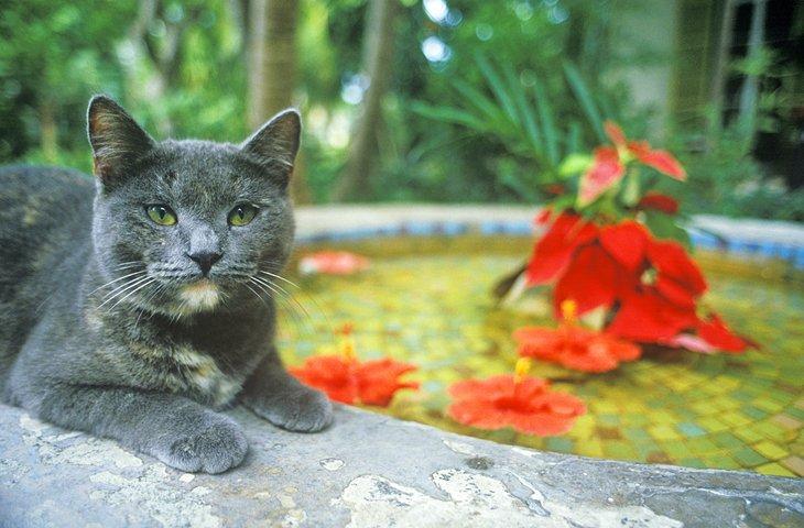 Chat résident dans les jardins de la maison et musée Ernest Hemingway