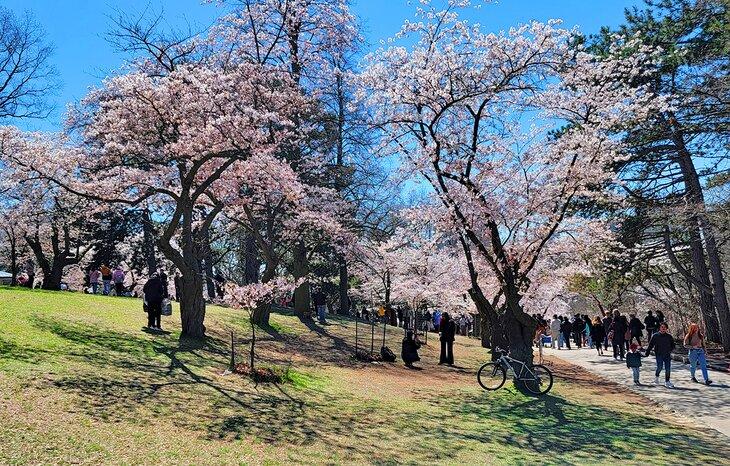 Flores de cerezo en High Park, Toronto